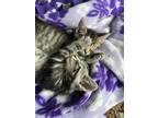 Adopt Lefty a Gray, Blue or Silver Tabby Domestic Shorthair (short coat) cat in