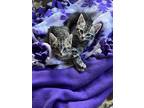 Adopt Righty a Gray, Blue or Silver Tabby Domestic Shorthair (short coat) cat in