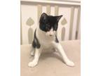 Adopt Elton a Black & White or Tuxedo Domestic Shorthair (short coat) cat in San