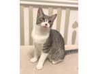 Adopt Everly a Gray, Blue or Silver Tabby Domestic Shorthair (short coat) cat in