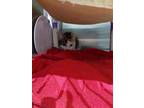 Adopt 2023-07-127 a Domestic Shorthair / Mixed (short coat) cat in Winder