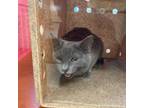 Adopt Grey a Gray or Blue Domestic Shorthair / Mixed cat in Philadelphia