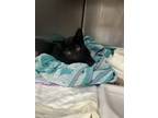 Adopt Onyx a All Black Domestic Shorthair / Mixed cat in Whitestone