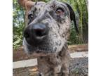 Adopt Dixie Friday a Black Catahoula Leopard Dog / Mixed dog in Natchitoches
