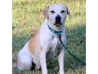 Adopt Missy a Mixed Breed (Medium) / Mixed dog in Natchitoches, LA (38750219)