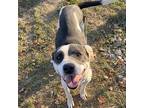 Adopt Patty Cake a American Staffordshire Terrier / Mixed dog in Natchitoches