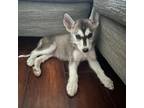 Adopt Zeda a Gray/Silver/Salt & Pepper - with Black Husky / Mixed dog in