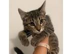 Adopt Pincushion a Brown or Chocolate Domestic Shorthair / Mixed cat in