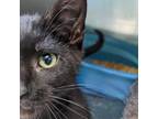 Adopt Hopper a All Black Domestic Shorthair / Mixed cat in Warrensburg