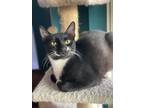 Adopt Phillip a Black & White or Tuxedo Domestic Shorthair cat in New York