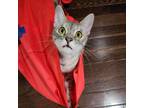 Adopt Thelma a Gray or Blue Domestic Shorthair / Mixed cat in Howard Beach