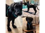 Adopt lainey a Black Labrador Retriever / Labradoodle / Mixed dog in