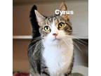 Adopt Cyrus 23573 a Brown or Chocolate Domestic Shorthair / Mixed cat in