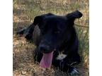 Adopt Daisy a Black Labrador Retriever / Mixed dog in Oceanside, NY (38749732)
