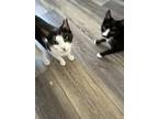 Adopt Charmin a Black & White or Tuxedo Domestic Shorthair / Mixed (short coat)