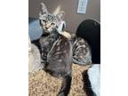 Adopt Libby a Brown Tabby Domestic Shorthair (short coat) cat in Canton