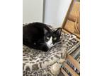 Adopt Plunger a Black & White or Tuxedo Domestic Shorthair / Mixed (short coat)
