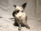 Adopt Bugs (& Jenny) a White Lionhead rabbit in Holiday, FL (38749436)