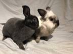 Adopt Jenny (& Bugs) a White Mini Rex rabbit in Holiday, FL (38749435)