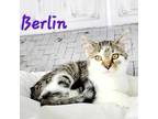 Adopt Berlin a Brown Tabby Domestic Shorthair (short coat) cat in Greensburg