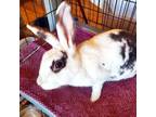 Adopt Lola a Mini Satin / Mixed rabbit in Show Low, AZ (38749325)