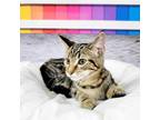 Adopt Bitty a Brown Tabby Domestic Shorthair (short coat) cat in Greensburg