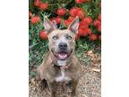 Adopt Lia a Brindle American Pit Bull Terrier / Mixed dog in Half Moon Bay