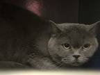 Adopt Buffy a Gray, Blue or Silver Tabby British Shorthair (short coat) cat in