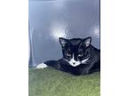 Adopt Dreamy a Black & White or Tuxedo Domestic Shorthair (short coat) cat in