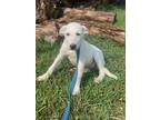 Adopt Ruby a White - with Tan, Yellow or Fawn Labrador Retriever / Great