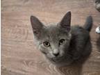 Adopt Maleficent a Gray, Blue or Silver Tabby Domestic Shorthair (short coat)