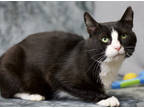 Adopt Mobert a All Black Domestic Shorthair / Domestic Shorthair / Mixed cat in