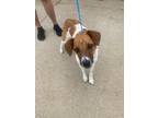 Adopt Miley a Brown/Chocolate - with White Australian Cattle Dog / Jack Russell