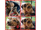 Adopt Aspen a Black - with Tan, Yellow or Fawn Hound (Unknown Type) / Shepherd