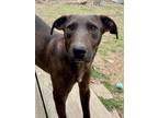 Adopt Kander a Brindle Mixed Breed (Medium) dog in Ola, AR (38749147)
