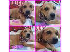 Adopt Rosie a Tan/Yellow/Fawn Mixed Breed (Medium) dog in Ola, AR (38749146)