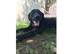 Adopt Titan a Black - with White Labrador Retriever dog in Ola, AR (38749145)