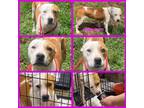 Adopt Vanna Faith a White - with Tan, Yellow or Fawn Pit Bull Terrier dog in