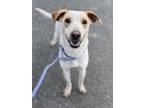Adopt Dominik a Tricolor (Tan/Brown & Black & White) Shepherd (Unknown Type) dog