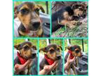Adopt Laurel a Black - with Tan, Yellow or Fawn Hound (Unknown Type) / Shepherd