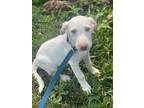 Adopt Esther a White - with Tan, Yellow or Fawn Labrador Retriever / Great