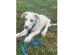 Adopt Buddy a White - with Red, Golden, Orange or Chestnut Labrador Retriever /