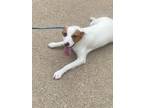 Adopt Ricky a White - with Brown or Chocolate Australian Cattle Dog / Jack