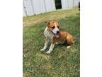 Adopt Donnie a Brown/Chocolate - with White Australian Cattle Dog / Blue Heeler