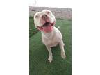 Adopt Rosie a White American Pit Bull Terrier / Mixed dog in Douglas