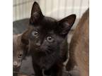 Adopt Biscuit a All Black Domestic Shorthair / Mixed cat in Escondido