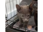 Adopt Gravy a Gray or Blue Russian Blue / Mixed cat in Escondido, CA (38748728)