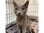 Adopt Jade a Gray or Blue Russian Blue / Mixed cat in Escondido, CA (38748727)