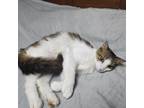 Adopt Nova L a Brown or Chocolate Domestic Mediumhair / Mixed cat in