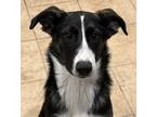 Adopt Lilly a Brindle - with White Border Collie / German Shepherd Dog / Mixed